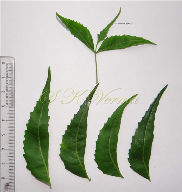  Leaflets